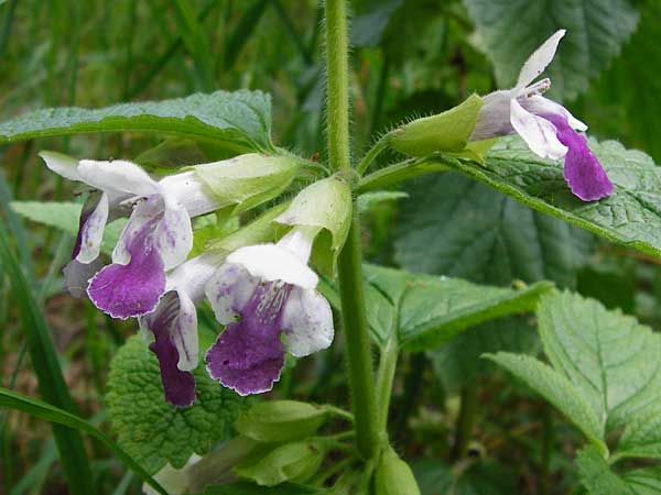 Melittis melissophyllum \ Immenblatt / Bastard Balm, D Treuchtlingen 18.6.2014
