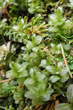 Plagiomnium ellipticum ? \ Ellipsenbl&auml;ttriges Sternmoos / Marsh Thyme Moss, D Kempten 22.5.2009