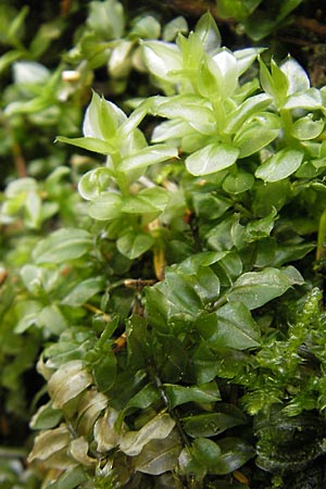 Plagiomnium ellipticum ? \ Ellipsenbl&auml;ttriges Sternmoos / Marsh Thyme Moss, D Kempten 22.5.2009