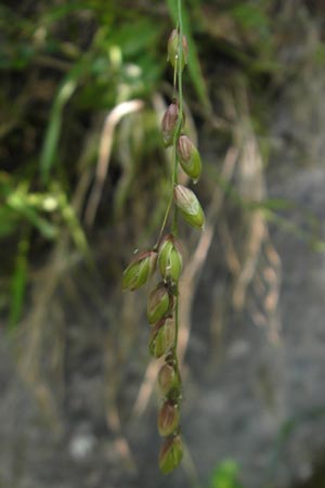 Melica nutans \ Nickendes Perlgras / Mountain Melick, D Idar-Oberstein 3.6.2011