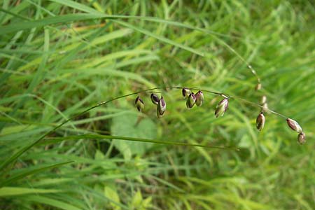 Melica nutans \ Nickendes Perlgras / Mountain Melick, D Berchtesgaden 20.6.2011