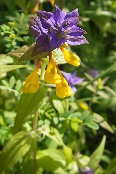Melampyrum nemorosum \ Hain-Wachtelweizen / Blue Cow-Wheat, D Zeutern 23.6.2012