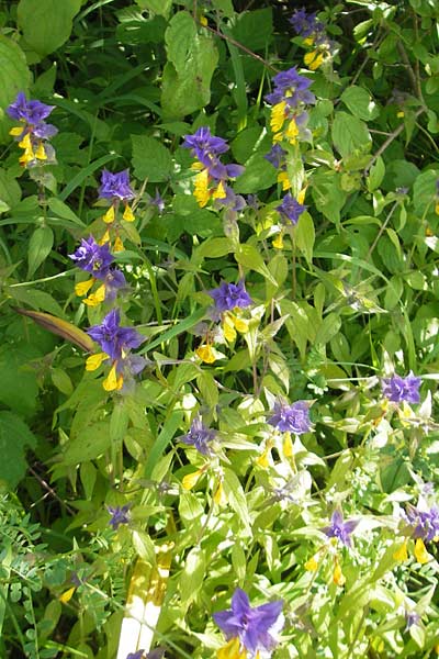 Melampyrum nemorosum \ Hain-Wachtelweizen / Blue Cow-Wheat, D Zeutern 23.6.2012