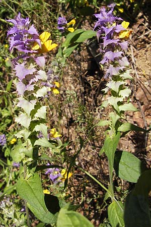 Melampyrum nemorosum \ Hain-Wachtelweizen / Blue Cow-Wheat, D Thüringen, Arnstadt 7.8.2013