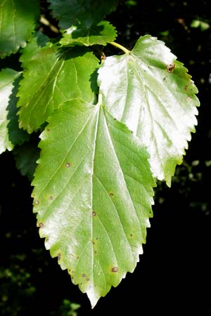 Morus nigra \ Schwarzer Maulbeerbaum / Common Mulberry, D Bensheim 1.10.2014