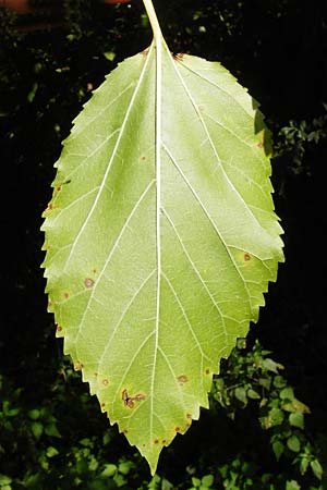 Morus nigra \ Schwarzer Maulbeerbaum / Common Mulberry, D Bensheim 1.10.2014