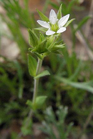 Moehringia trinervia \ Wald-Nabelmiere / Three-Nerved Sandwort, D Schwetzingen 1.5.2006