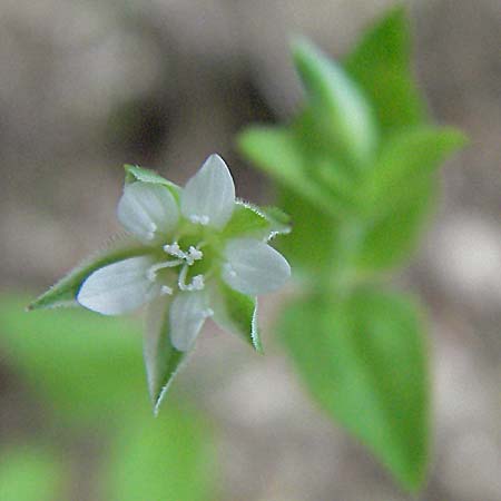 Moehringia trinervia \ Wald-Nabelmiere / Three-Nerved Sandwort, D Sasbachwalden 13.5.2006