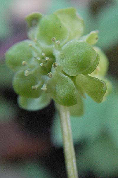 Adoxa moschatellina \ Moschuskraut / Moschatel, Town-Hall Clock, D Weinheim an der Bergstraße 2.4.2007