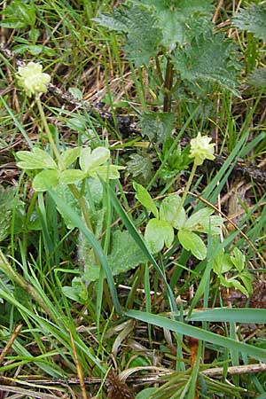 Adoxa moschatellina \ Moschuskraut / Moschatel, Town-Hall Clock, D Günzburg 18.4.2009