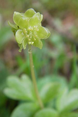 Adoxa moschatellina \ Moschuskraut / Moschatel, Town-Hall Clock, D Günzburg 18.4.2009