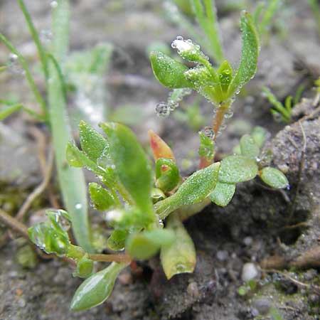 Montia fontana subsp. chondrosperma \ Acker-Quellkraut, Rausamiges Quellkraut / Blinks, D Wörth-Büchelberg 1.5.2009