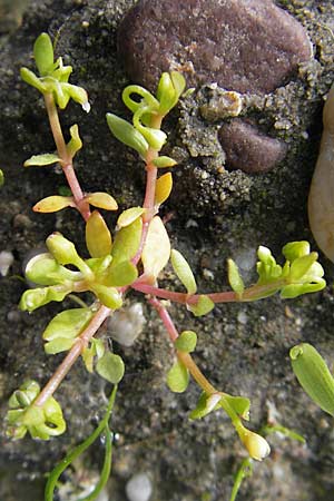 Montia fontana subsp. chondrosperma \ Acker-Quellkraut, Rausamiges Quellkraut / Blinks, D Wörth-Büchelberg 1.5.2009