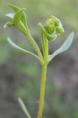 Montia fontana subsp. chondrosperma \ Acker-Quellkraut, Rausamiges Quellkraut / Blinks, D Wörth-Büchelberg 1.5.2009