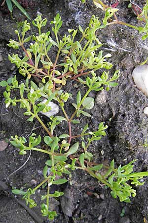 Montia fontana subsp. chondrosperma \ Acker-Quellkraut, Rausamiges Quellkraut / Blinks, D Wörth-Büchelberg 1.5.2009