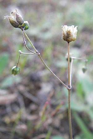 Spergula morisonii \ Frhlings-Sprgel / Pearlwort Spurrey, D Viernheim 4.5.2009