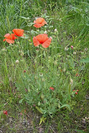 Papaver rhoeas \ Klatsch-Mohn / Common Poppy, D Weinheim an der Bergstraße 13.7.2009