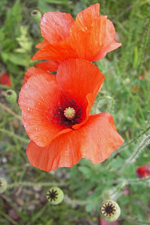 Papaver rhoeas, Klatsch-Mohn Papaver rhoeas, Klatsch-Mohn