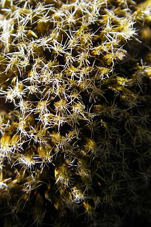 Campylopus introflexus \ Kaktus-Moos / Heath Star Moss, D Odenwald, Ober-Mossau 28.8.2009