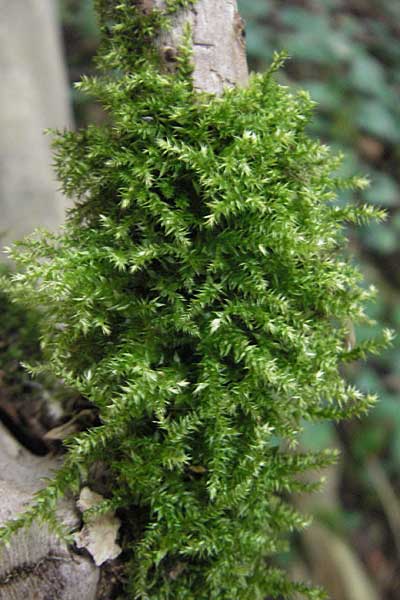 Brachythecium spec1 ? \ Kurzb�chsenmoos / Brachythecium Moss, D Pfungstadt 2.9.2009