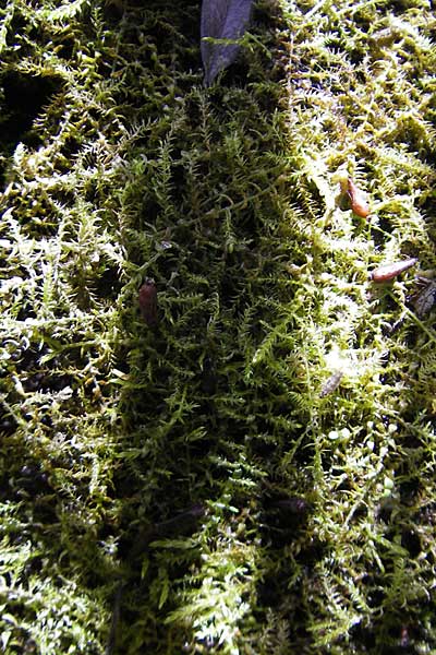 Fontinalis antipyretica \ Brunnen-Moos / Willow Moss, Antifever Fontinalis Moss, D R&ouml;merberg 5.9.2009