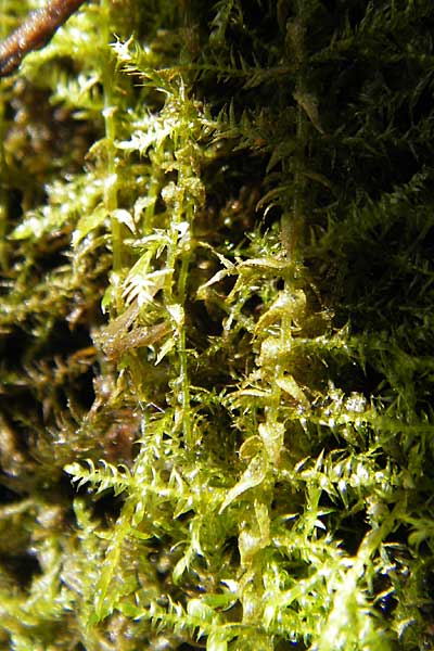 Fontinalis antipyretica \ Brunnen-Moos / Willow Moss, Antifever Fontinalis Moss, D R&ouml;merberg 5.9.2009