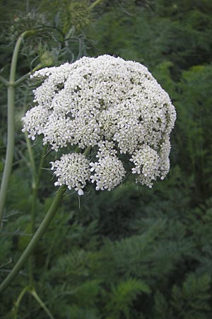 Daucus carota subsp. sativus \ Mohrrbe, Karotte / Carrot, D Ketsch 13.9.2009