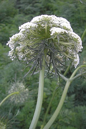 Daucus carota subsp. sativus \ Mohrrbe, Karotte / Carrot, D Ketsch 13.9.2009