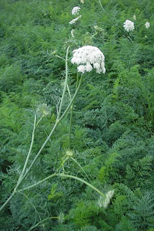 Daucus carota subsp. sativus \ Mohrrbe, Karotte / Carrot, D Ketsch 13.9.2009