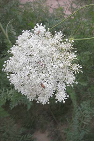 Daucus carota subsp. sativus \ Mohrrbe, Karotte / Carrot, D Ketsch 13.9.2009