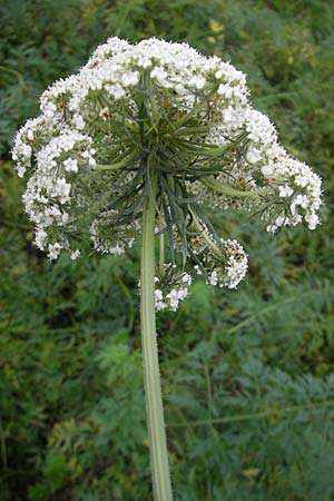 Daucus carota subsp. sativus \ Mohrrbe, Karotte / Carrot, D Bruchsal 6.10.2009