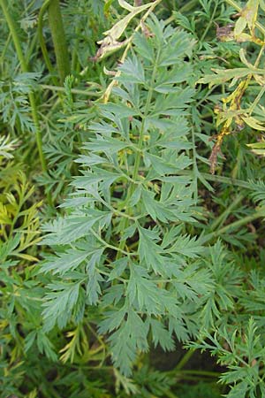 Daucus carota subsp. sativus \ Mohrrbe, Karotte / Carrot, D Bruchsal 6.10.2009