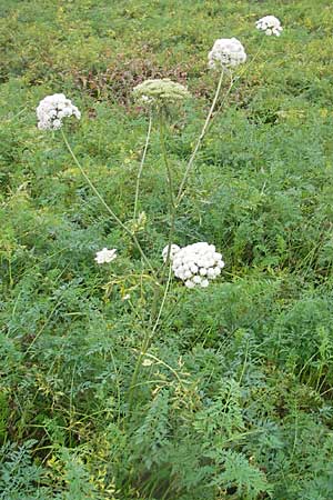 Daucus carota subsp. sativus \ Mohrrbe, Karotte / Carrot, D Bruchsal 6.10.2009