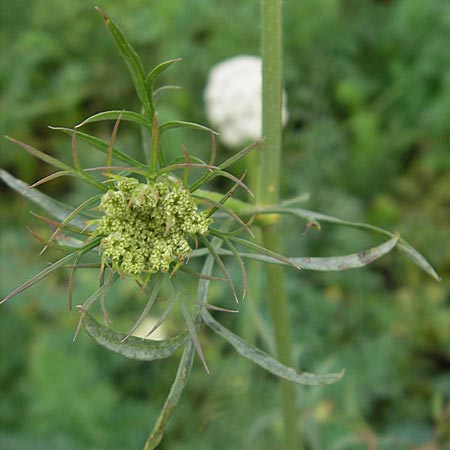 Daucus carota subsp. sativus \ Mohrrbe, Karotte / Carrot, D Bruchsal 6.10.2009