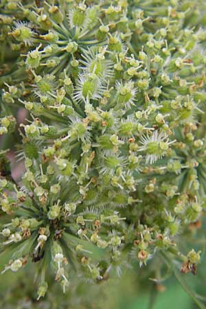 Daucus carota subsp. sativus \ Mohrrbe, Karotte / Carrot, D Bruchsal 6.10.2009