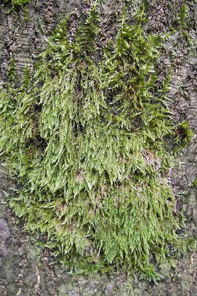 Hypnum cupressiforme \ Zypressen-Schlafmoos / Cypress-Leaved Plait Moss, D Bad D&uuml;rkheim 11.10.2009