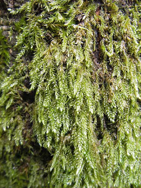 Hypnum cupressiforme \ Zypressen-Schlafmoos / Cypress-Leaved Plait Moss, D Bad D&uuml;rkheim 11.10.2009