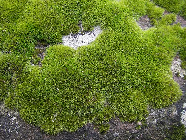Grimmia trichophylla ? \ Haarbl&auml;ttriges Kissenmoos / Grimmia Dry Rock Moss, D Bad D&uuml;rkheim 11.10.2009