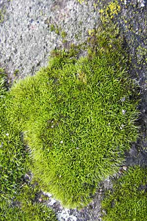 Grimmia trichophylla ? \ Haarbl&auml;ttriges Kissenmoos / Grimmia Dry Rock Moss, D Bad D&uuml;rkheim 11.10.2009