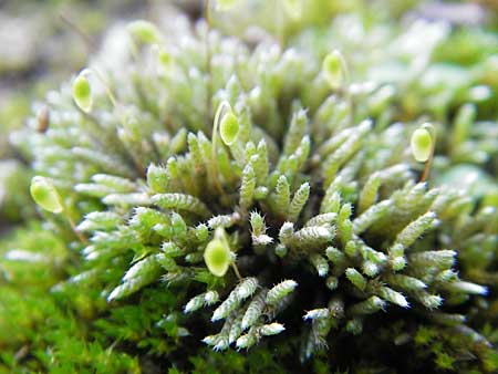 Bryum argenteum \ Silber-Birnenmoos / Silvergreen Bryum Moss, Silvery Thread Moss, D Viernheim 20.10.2009