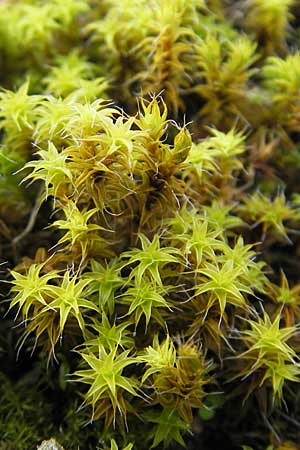 Tortula ruralis agg. \ Dach-Drehzahnmoos / Star Moss, Sidewalk Moss, D Seeheim an der Bergstra&szlig;e 21.10.2009
