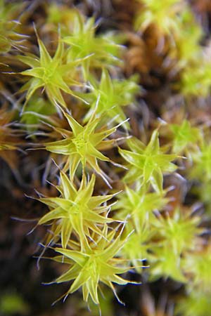 Tortula ruralis agg. \ Dach-Drehzahnmoos / Star Moss, Sidewalk Moss, D Seeheim an der Bergstra&szlig;e 21.10.2009