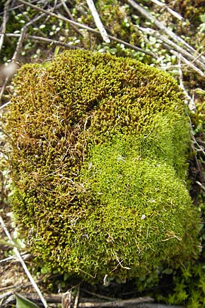 Barbula spec1 ? \ B&auml;rtchen-Moos / Barbula Moss, D Seeheim an der Bergstra&szlig;e 21.10.2009