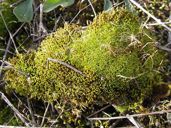 Barbula spec1 ? \ B&auml;rtchen-Moos / Barbula Moss, D Seeheim an der Bergstra&szlig;e 21.10.2009