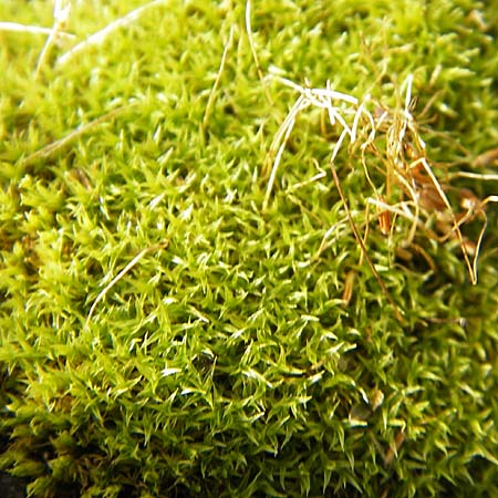 Barbula spec1 ? \ B&auml;rtchen-Moos / Barbula Moss, D Seeheim an der Bergstra&szlig;e 21.10.2009