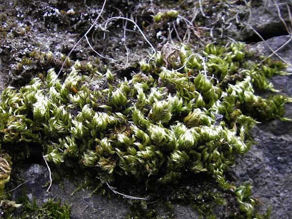 Musci spec8 ? \ Moos / Moss, D Neckarzimmern 11.4.2010