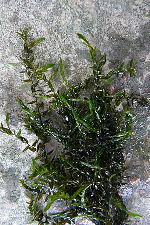 Fontinalis antipyretica \ Brunnen-Moos / Willow Moss, Antifever Fontinalis Moss, D Heidelberg 14.9.2008