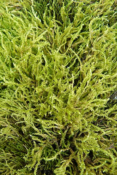 Hygroamblystegium tenax ? \ Wasser-Stumpfdeckelmoos / Fountain Feather Moss, D Mannheim 21.9.2008