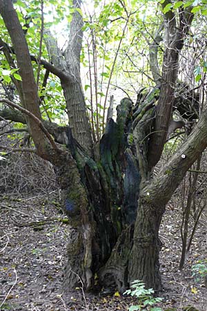 Morus alba \ Weier Maulbeerbaum / Chinese White Mulberry, D Mannheim 25.10.2014