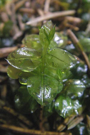 Plagiomnium ellipticum ? \ Ellipsenbl&auml;ttriges Sternmoos / Marsh Thyme Moss, D Reichertshausen 6.5.2012
